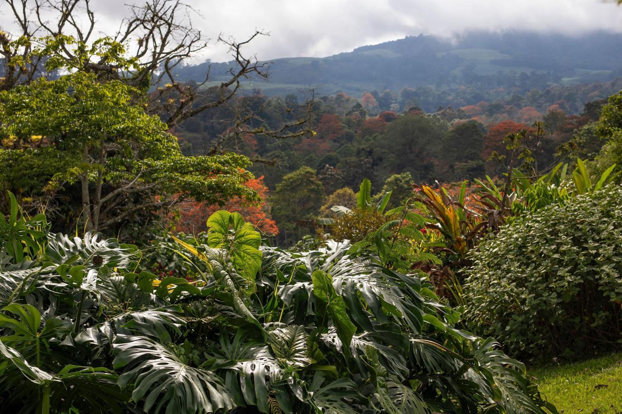 Aquiares Coffee Farm Casa Hacienda La Esperanza Bed & Breakfast Turrialba Bagian luar foto
